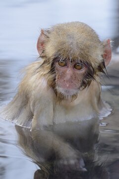 Young Japanese Macaque or Snow Monkey (Macaca fuscata), portrait, Affenpark Jigokudani, Nagano Pr&auml;fektur, Japan