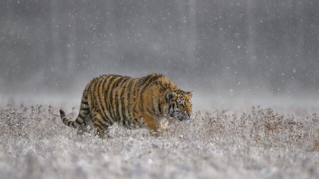 Siberian tiger (Panthera tigris altaica), captive, walking across a meadow in heavy snowfall, Moravia, Czech Republic