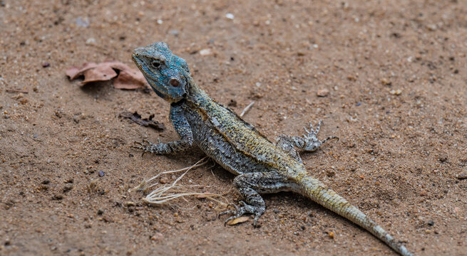 Acanthocercus atricollis, die Schwarzhalsagame oder S&uuml;dliche Baumagame Echse im Kr&uuml;ger National Park - Kruger Nationalpark S&uuml;dafrika