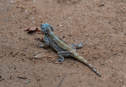 Acanthocercus atricollis, die Schwarzhalsagame oder S&uuml;dliche Baumagame Echse im Kr&uuml;ger National Park - Kruger Nationalpark S&uuml;dafrika
