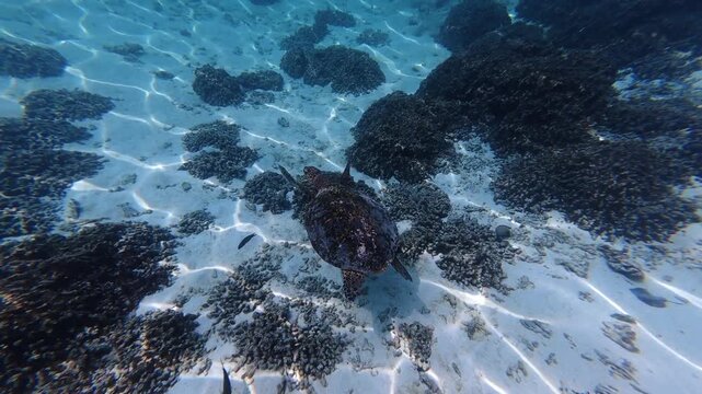 Hawksbill sea turtle gliding through clear tropical water near Thoddoo Island in the Maldives. Calm marine wildlife scene.