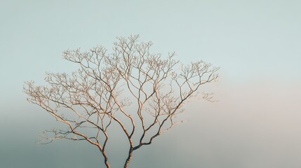 Fototapeta premium lineage. A solitary tree with complex branches against a soft background, symbolizing family roots in morning light. gardening catalogs.
