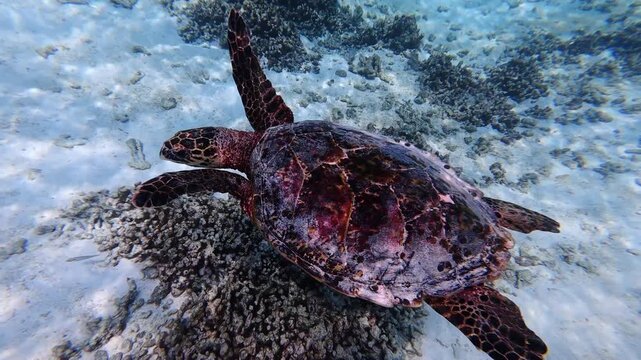 Hawksbill sea turtle swimming above a coral reef near Thoddoo Island in the Maldives. Clear water snorkeling footage.