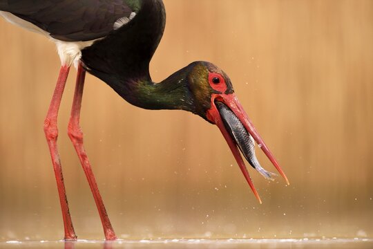 Black stork (Ciconia nigra), with prey, fish in beak, Kiskuns&aacute;g National Park, Hungary