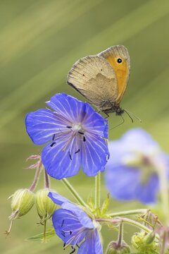 Meadow Brown (Maniola jurtina) on Meadow cranesbill (Geranium) (Geranium pratense) Hesse, Germany
