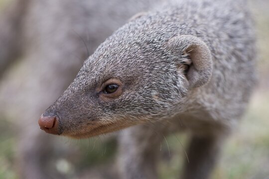 Banded mongoose (Mungos mungo), portrait, Etosha National Park, Namibia
