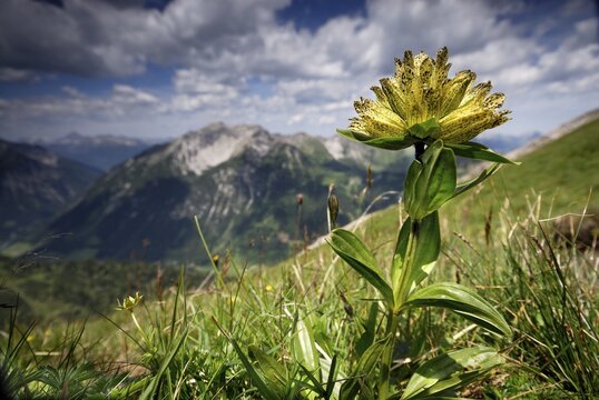 Spotted Gentian (Gentiana punctata), Berwang, Tirol, Austria, Europe