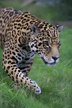Jaguar (Panthera onca), adult, stalking, native to South America, captive, England, United Kingdom