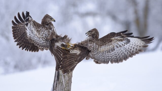 Common buzzards (Buteo buteo) fighting in the snow on an old wooden stake, Swabian Alb Biosphere Reserve, Baden-W&uuml;rttemberg, Germany