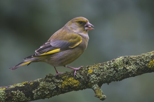 European greenfinch (Carduelis chloris), male, sitting on branch and feeding, Emsland, Lower Saxony, Germany