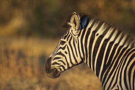 Burchell's Zebra (Equus quagga burchelli), close-up, Okavango Delta, Moremi Game Reserve, Botswana
