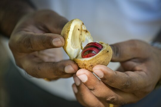 Hands holding a nutmeg with mace (Myristica fragrans) in its shell, Peermade, Kerala, India