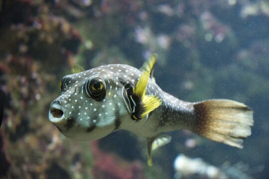 White-spotted Puffer (Arothron hispidus), captive