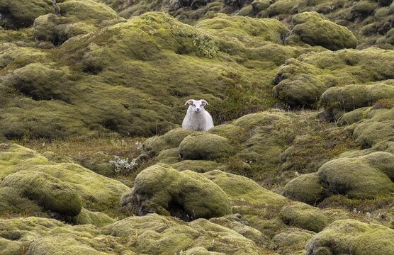 Domestic sheep (Ovis aries) in lava overgrown with Racomitrium elongatum, Ytra Hraun, near Kirkjub&aelig;jarklaustur, Kirkjubaejarklaustur, Skaft&aacute;rhreppur municipality, Su&eth;urland region, Sudurland, Iceland