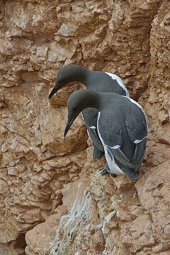Common Murres or Common Guillemots (Uria aalge), Heligoland, Schleswig-Holstein, Germany