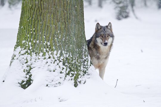 Wolf (Canis lupus) standing behind a tree, Hesse, Germany
