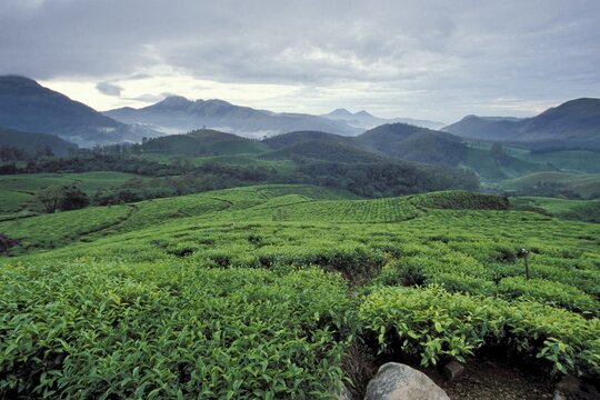 Tea plantations at Munnar, Kerala, South India, India, Asia