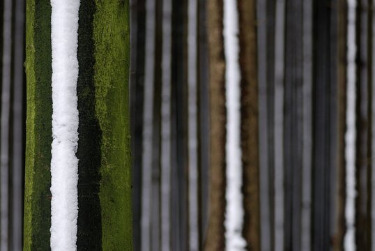 Beech trunk in a fir forest with snow, Mindelheim, Bavaria, Germany, Europe