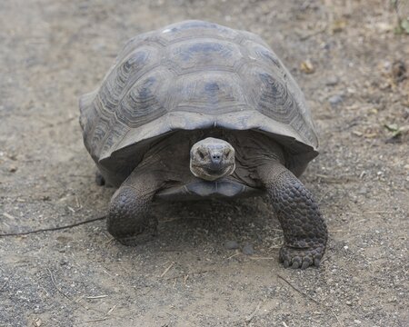 Gal&aacute;pagos Giant Tortoise, Cerro Azul subspecies (Chelonoidis nigra vicina), Isabela Island, Gal&aacute;pagos Islands, Ecuador