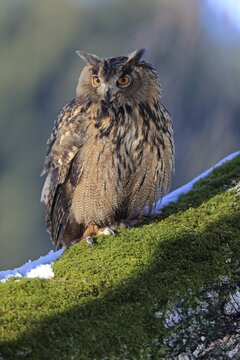 Eurasian eagle-owl (Bubo bubo), adult, on tree, in winter, snow, alert, Bohemian Forest, Czech Republic