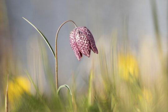 Chequered lily (Fritillaria meleagris), Texel, North Holland, Netherlands