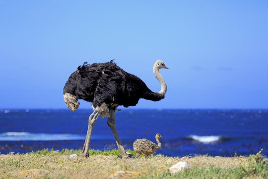 South African Ostrich (Struthio camelus australis), adult male with young bird, Cape of Good Hope, Table Mountain National Park, Western Cape, South Africa