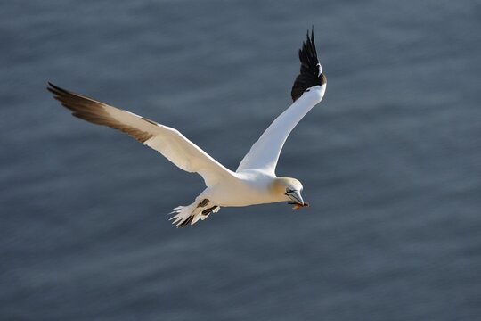 Gannet (Morus bassanus, Sula bassana) landing