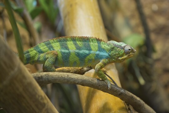 Panther chameleon (Furcifer pardalis), Rhineland-Palatinate, Germany