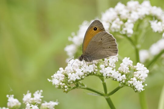 Meadow Brown (Maniola jurtina) on goutweed ground elder (Aegopodium podagraria), Hesse, Germany