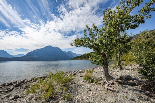 Lake shore of Saint Mary Lake, mountains behind, Glacier National Park, Rocky Mountains, Montana, USA