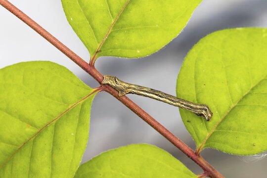 Engrailed (moth) (Ectropis crepuscularia), caterpillar, on twig of bee tree, honey ash (Tetradium daniellii var. hupehensis), mimesis, Hesse, Germany