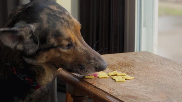 Cute German Shepard Dog Eating Crackers Off Of A Table Near A Window