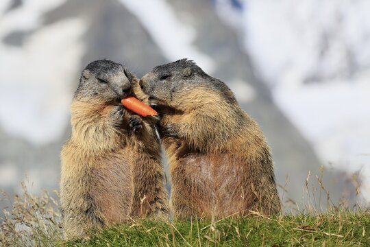 Alpine Marmot (Marmota marmota), adult, pair, standing upright, feeding, eating carrot, Gro&szlig;glockner Massif, Hohe Tauern National Park, Alps, Austria