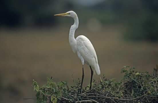 Great Egret (Casmerodius albus) Pantanal, Brazil, South America