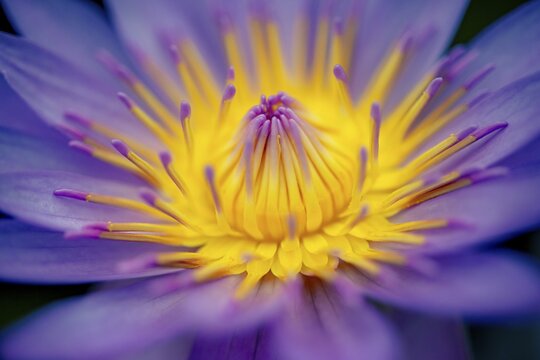Flower, Blue Lotus (Nymphaea caerulea), Botanical Garden Berlin, Berlin, Germany