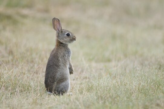 Young European rabbit (Oryctolagus cuniculus)