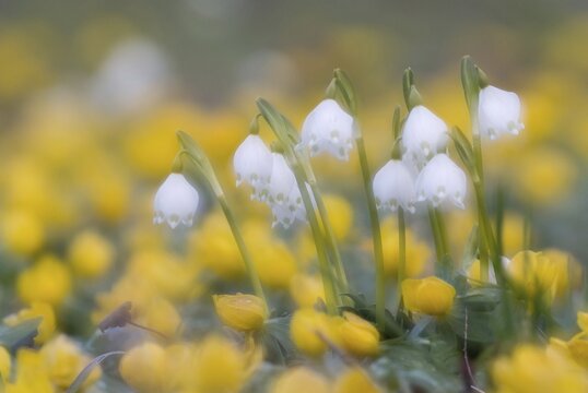 Spring Snowflakes (Leucojum vernum), Hesse, Germany