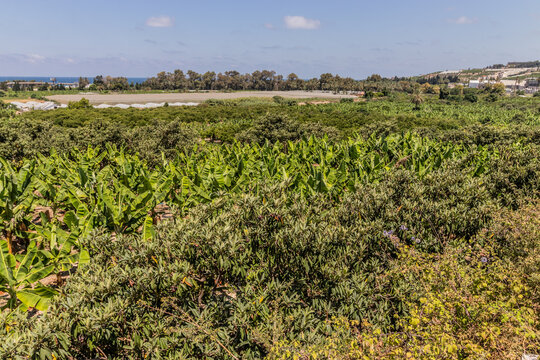 Rural landscape near Sidon town, Lebanon