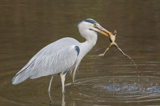 Grey Heron (Ardea cinerea) with Common Toad prey (Bufo bufo), Hesse, Germany