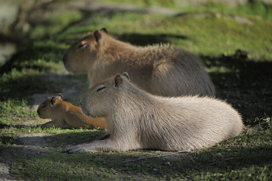Capybara (Hydrochoerus hydrochaeris), Zoo Hellbrunn, Salzburg, Austria, Europe
