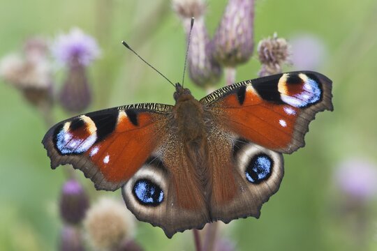European peacock (Aglais io), Emsland, Lower Saxony, Germany