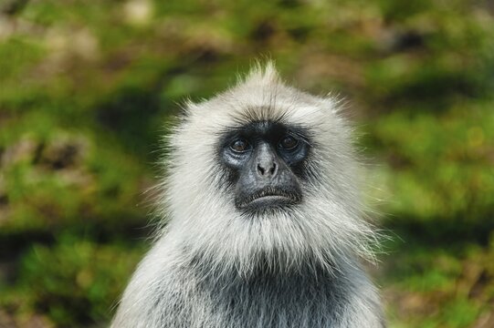 Gray langur (Semnopithecus sp.), Mudumalai Wildlife Sanctuary, Tamil Nadu, India