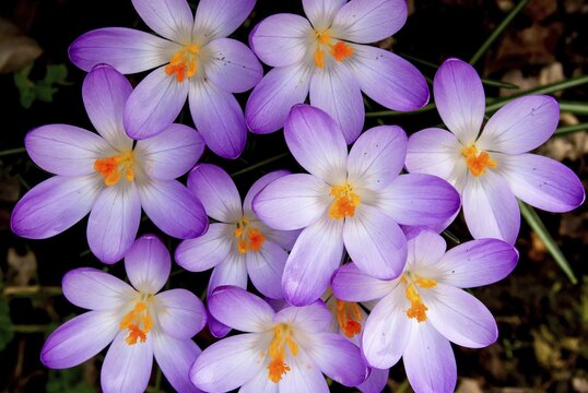Crocuses (Crocus vernus), Hesse, Germany