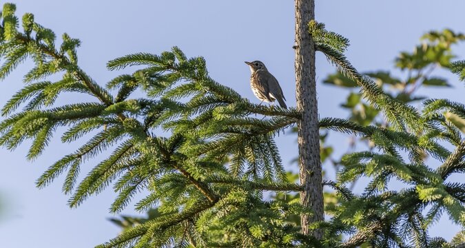 Song thrush (Turdus philomelos) sits in a coniferous tree, Perlacher Forst, Munich, Upper Bavaria, Bavaria, Germany