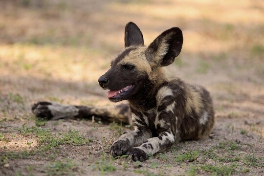 African wild dog (Lycaon pictus), adult, alert, resting, Sabi Sand Game Reserve, Kruger National Park, South Africa