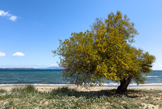 Blooming tamarisk or salt cedar tree tree on sandy beach in Greece. Blue sky and sea, scattered clouds, spring sunshine.