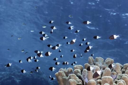 Swarm of Half-and-half chromis (Chromis dimidiata) swimming over coral reef, Red Sea, Fury Shoals, Egypt