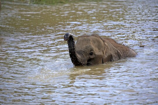 Sri Lankan elephant (Elephas maximus maximus), calf crossing water with raised trunk, Yala National Park, Sri Lanka