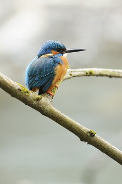 Kingfisher (Alcedo atthis) perched on a branch, Cham, Switzerland, Europe