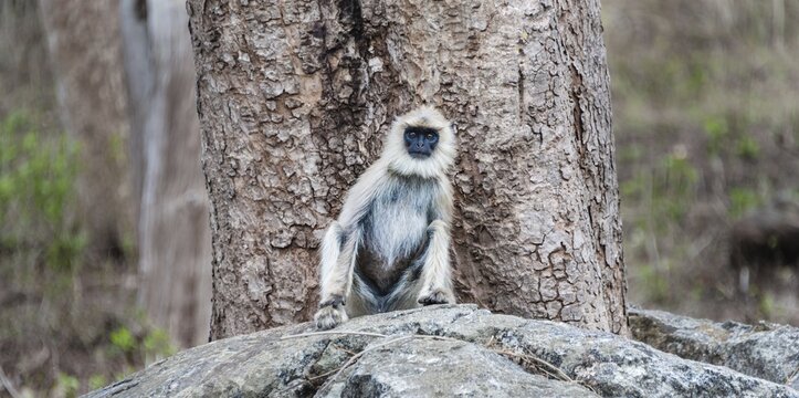 Gray langur (Semnopithecus sp.) sitting on stone, Mudumalai Wildlife Sanctuary, Tamil Nadu, India